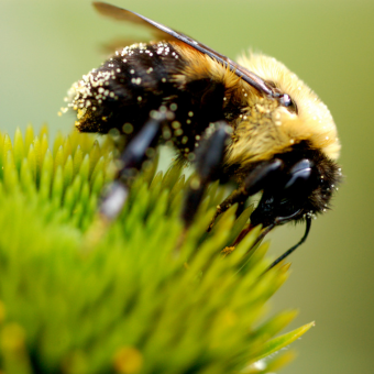 abeille polinisation